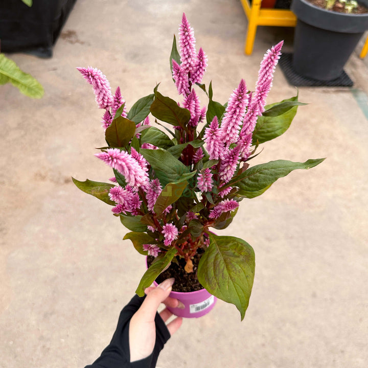 Celosia