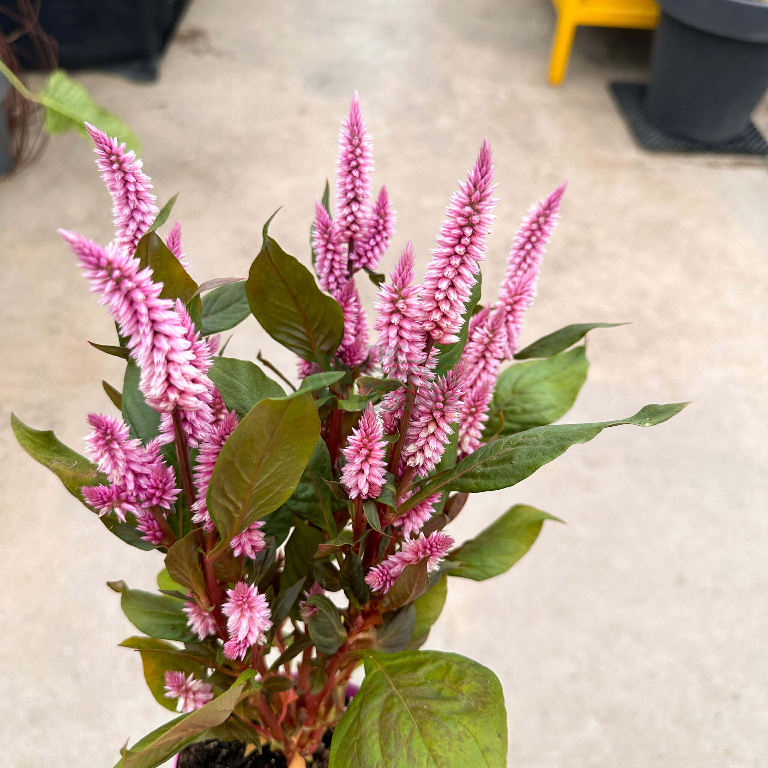 Celosia