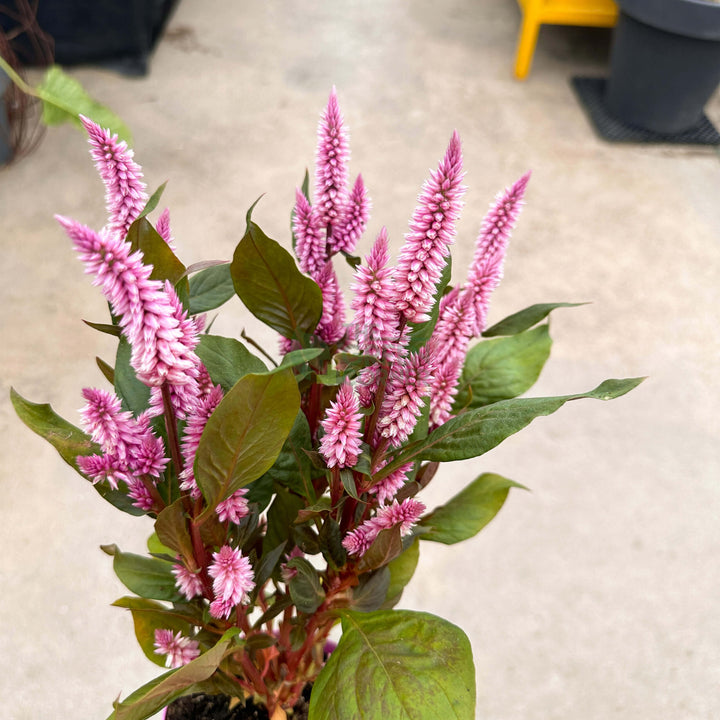 Celosia