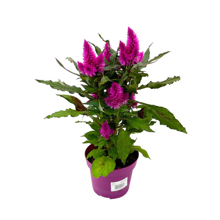 Celosia