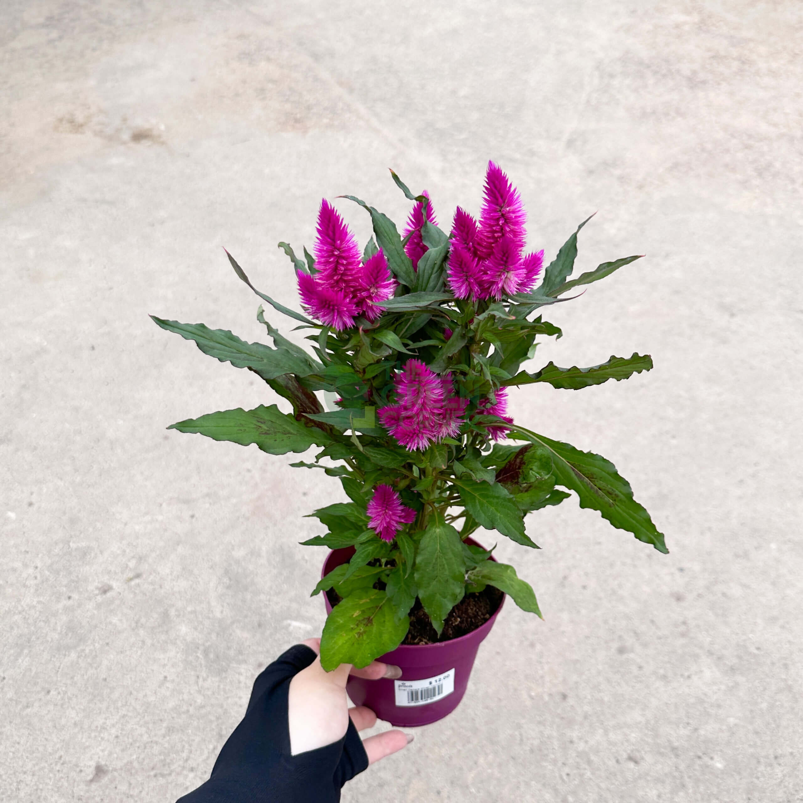 Celosia