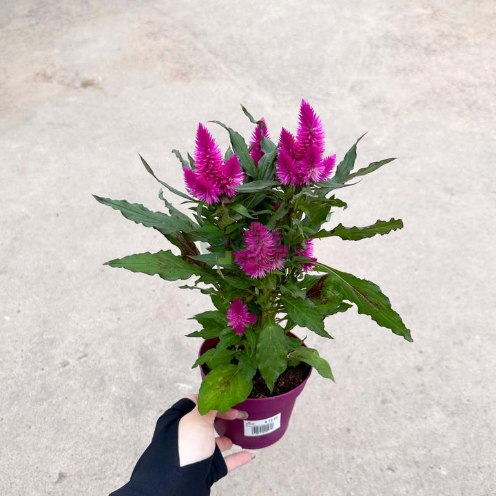 Celosia
