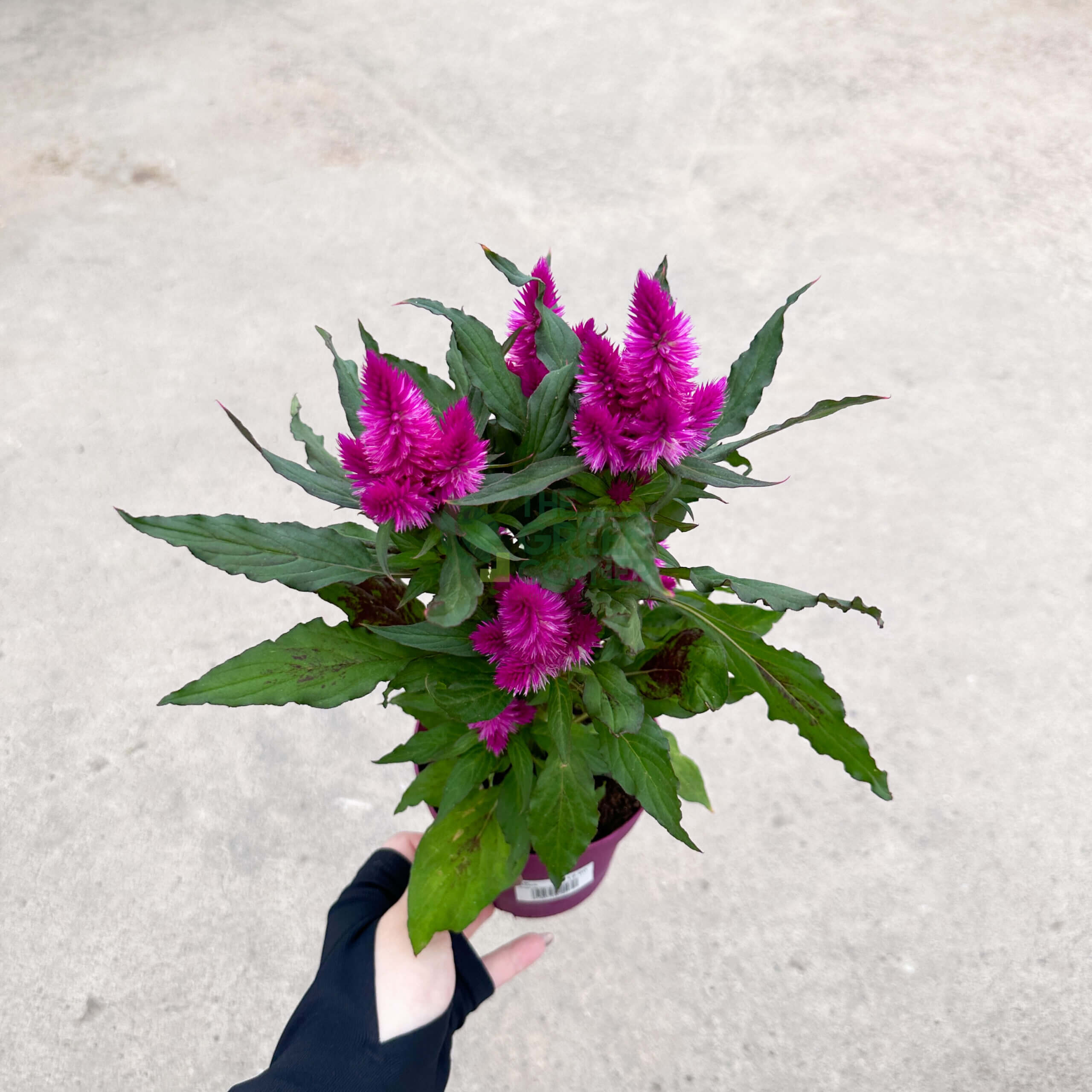 Celosia