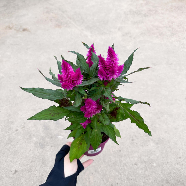 Celosia