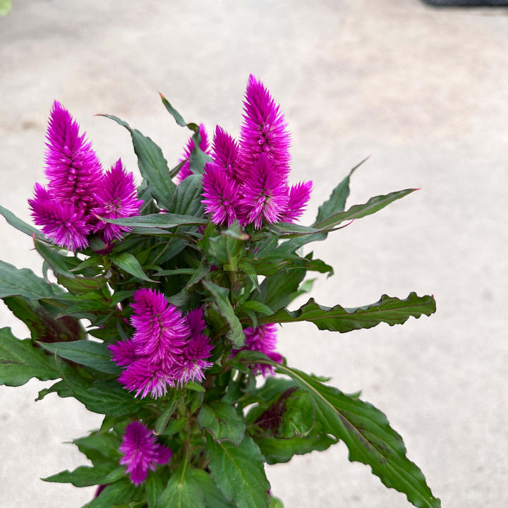 Celosia