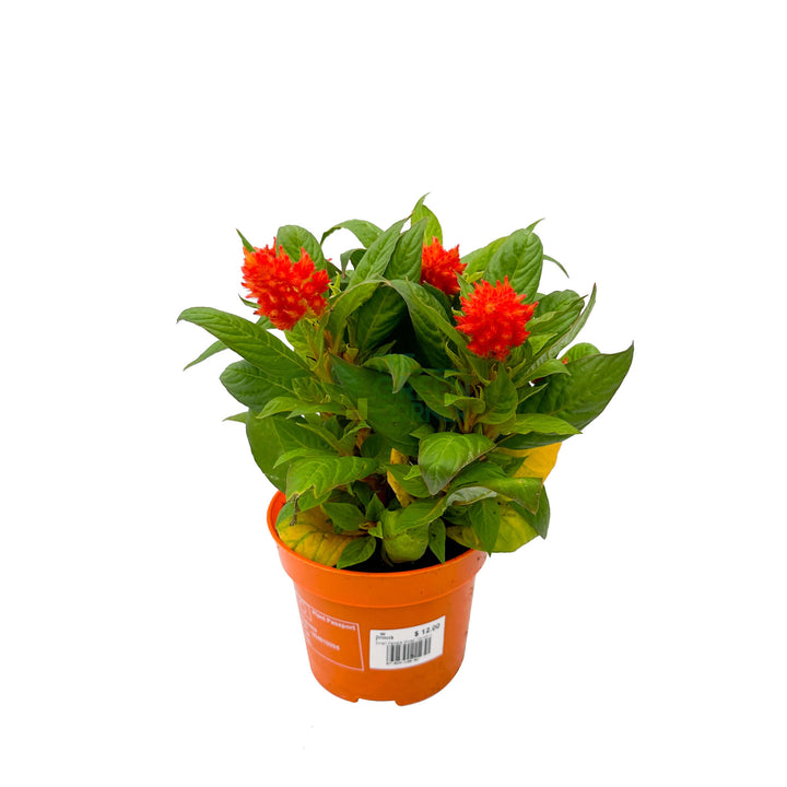 Celosia