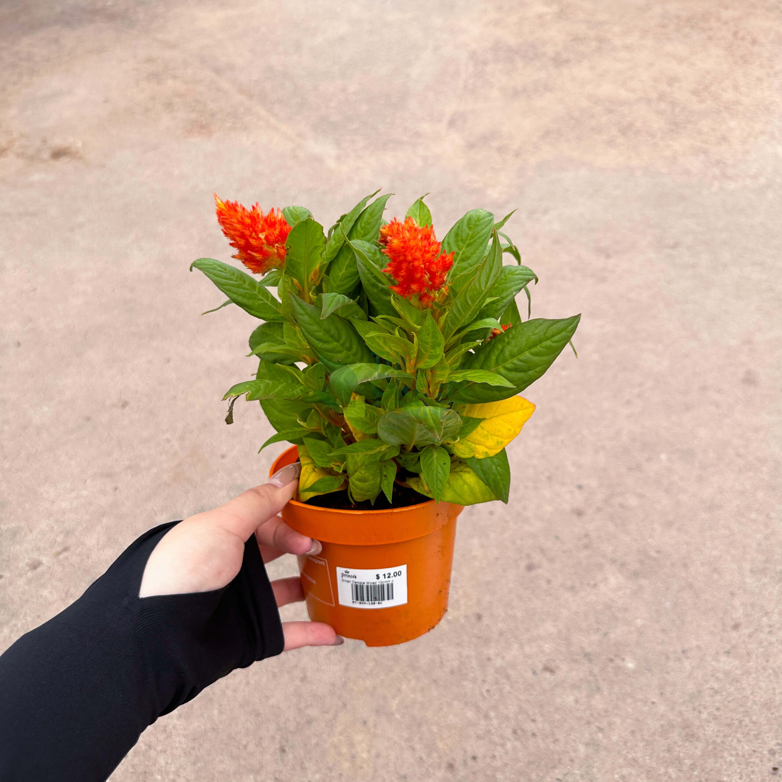 Celosia