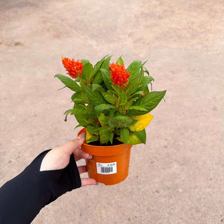 Celosia