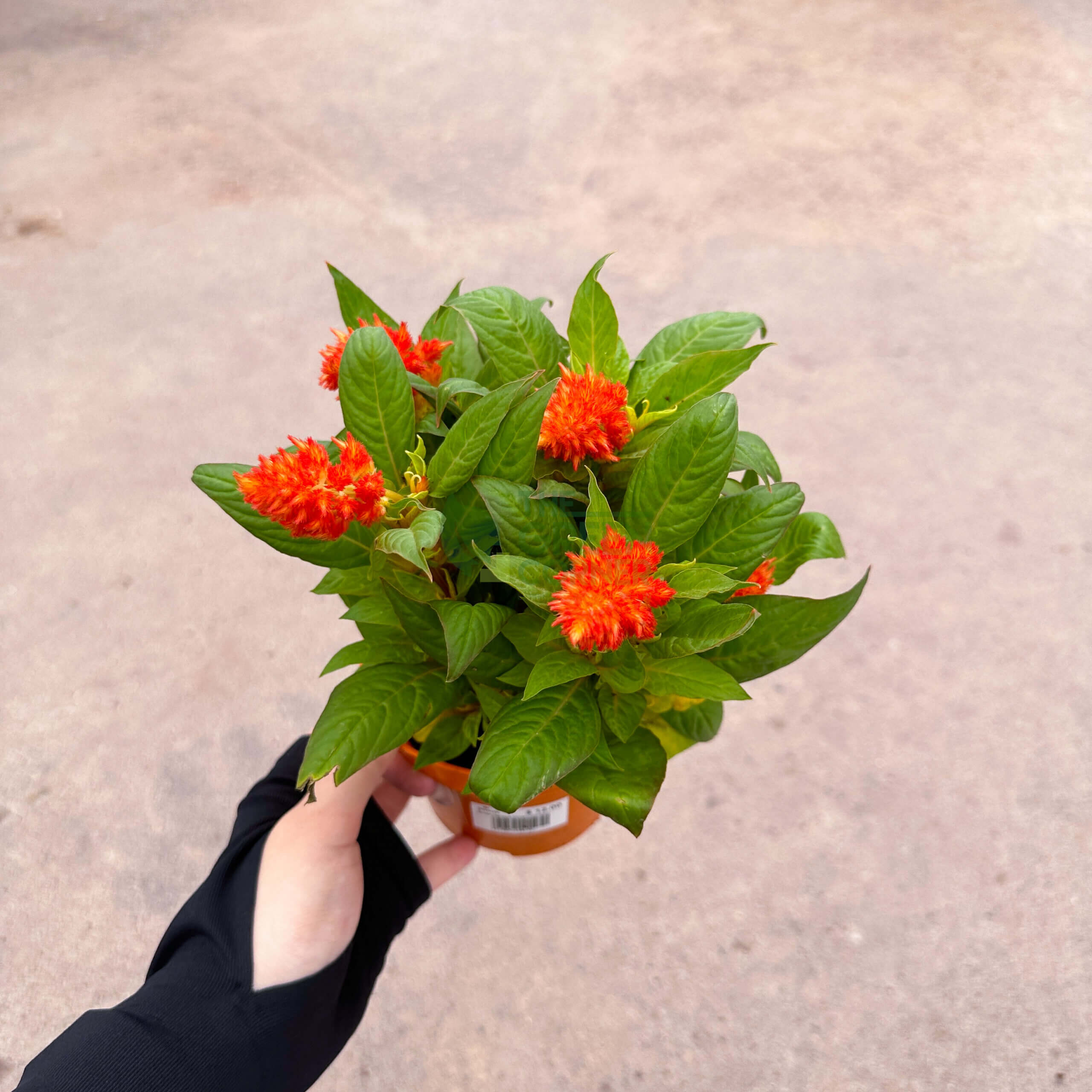 Celosia