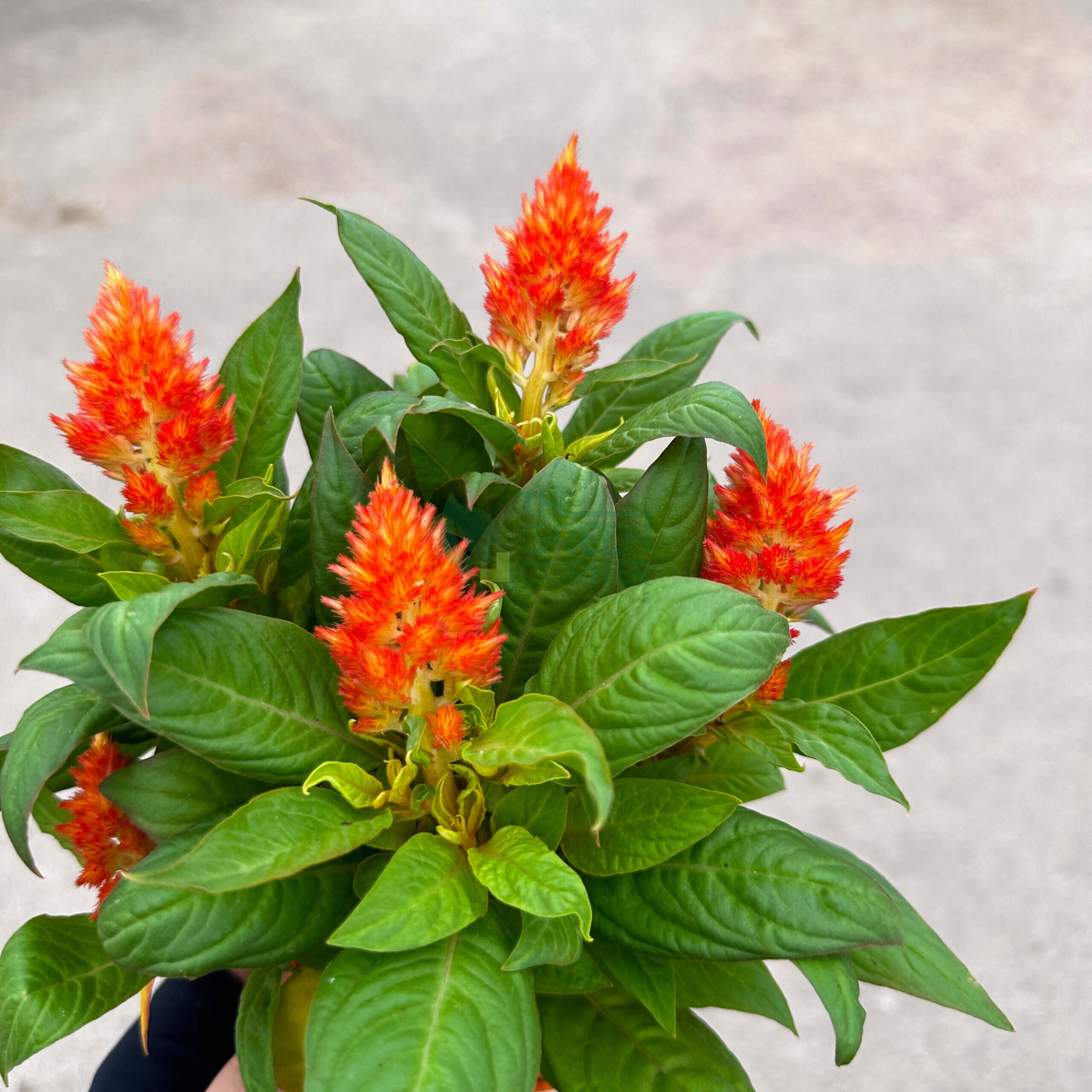 Celosia