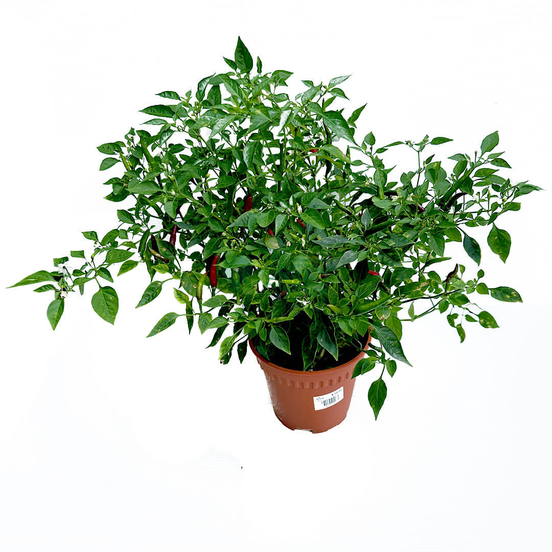 Chili Padi Plant