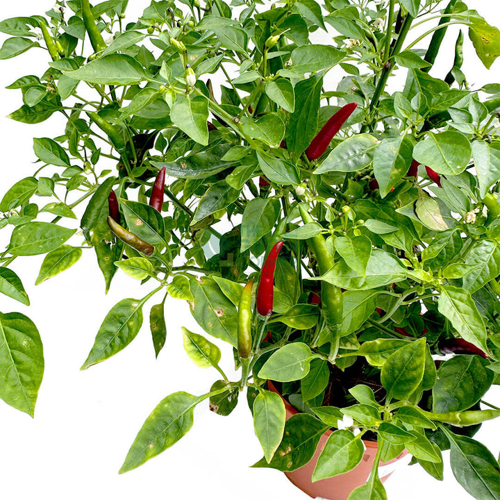 Chili Padi Plant