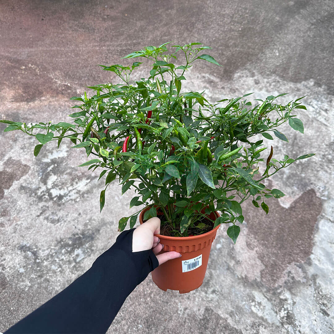 Chili Padi Plant