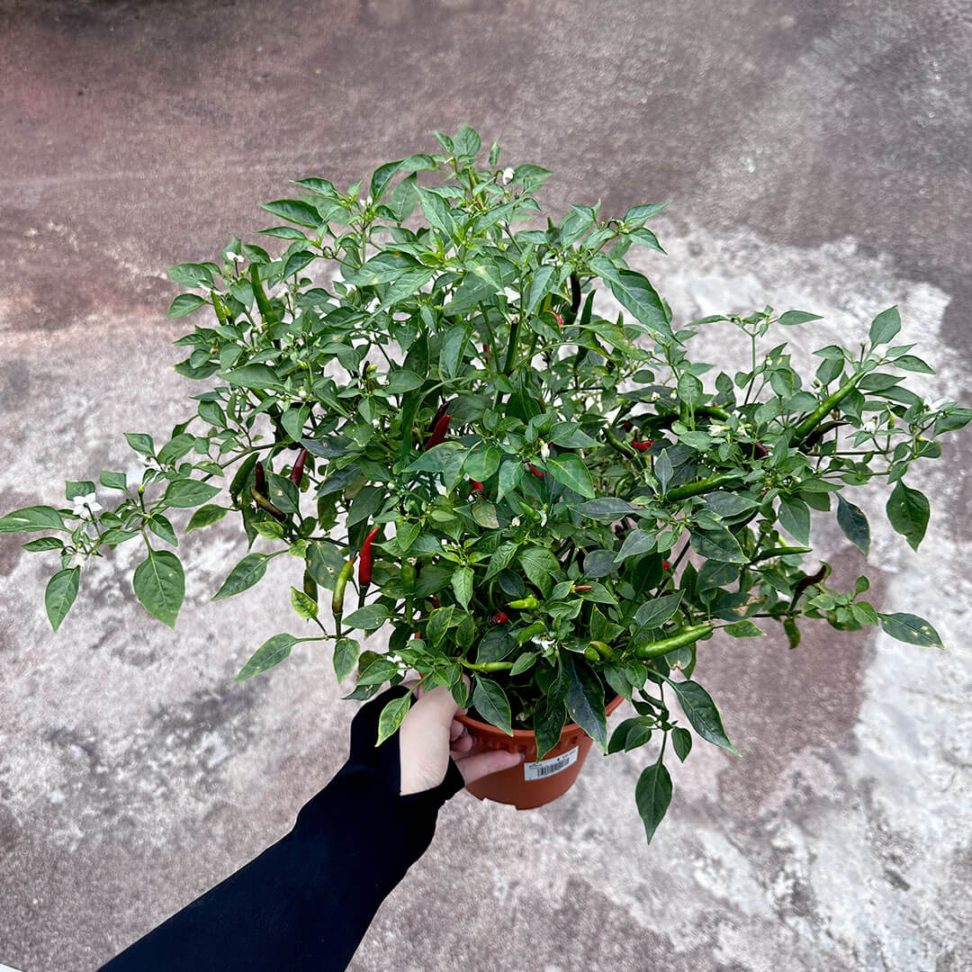 Chili Padi Plant