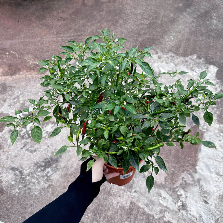 Chili Padi Plant