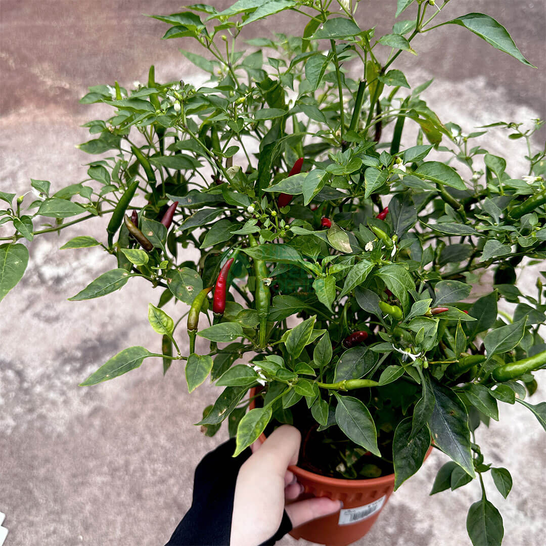 Chili Padi Plant