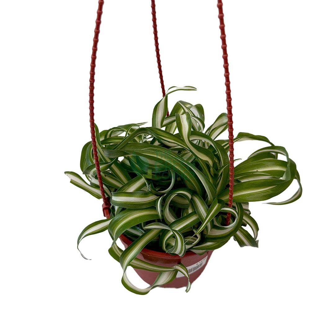 Chlorophytum comosum Bonnie Curly Spider