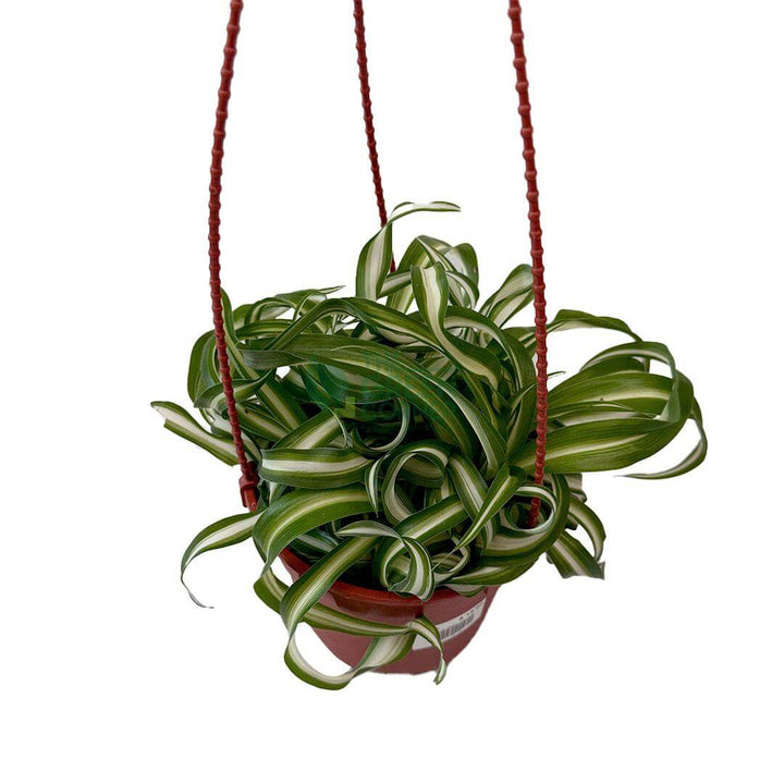 Chlorophytum comosum Bonnie Curly Spider
