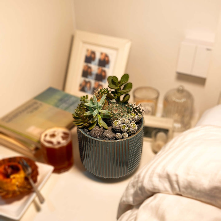 High Noon | Carpe Diem Collection | Live Succulent Arrangement