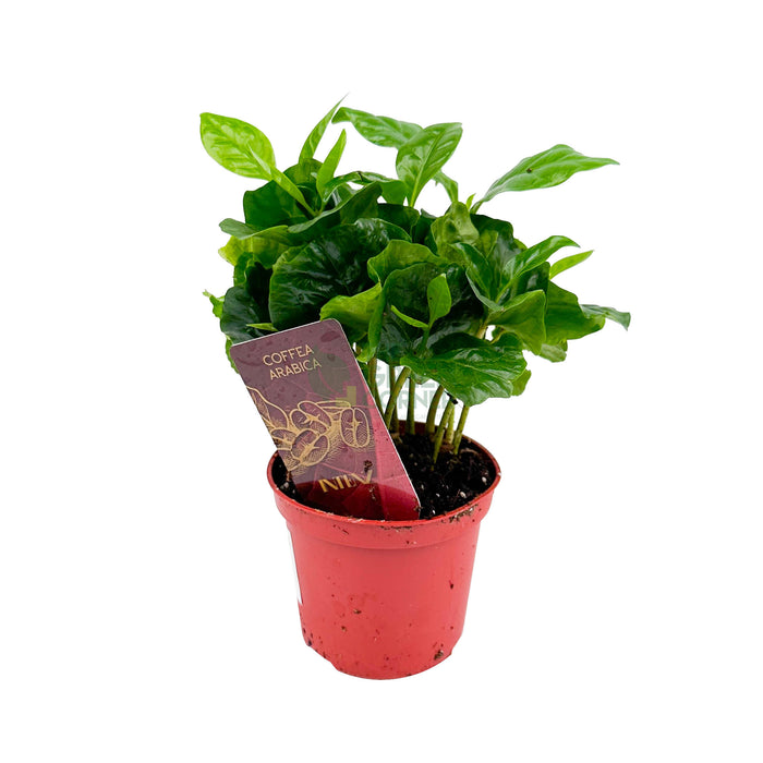 Coffea Arabica