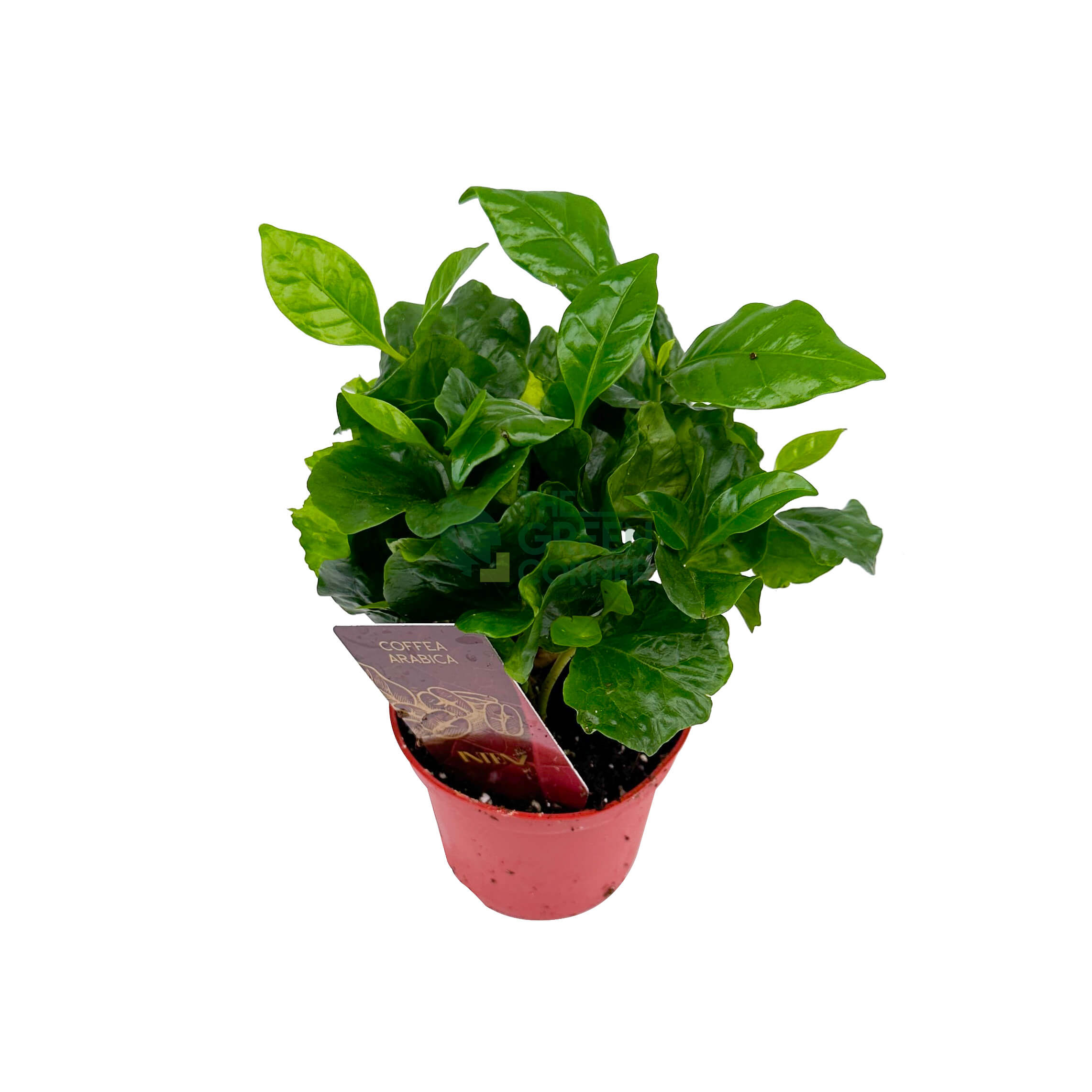 Coffea Arabica