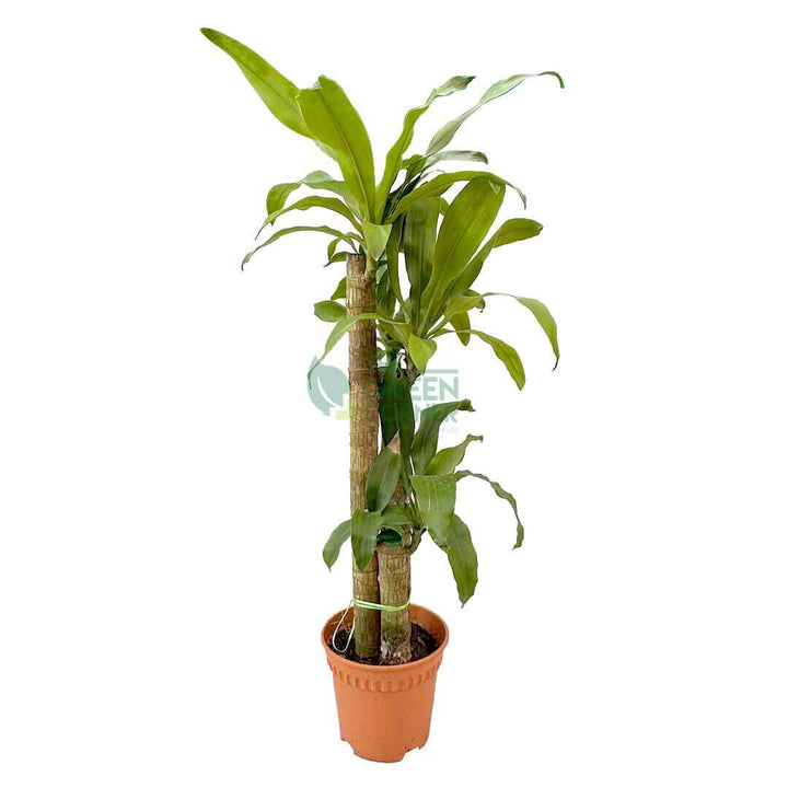 Draceena Fragrans