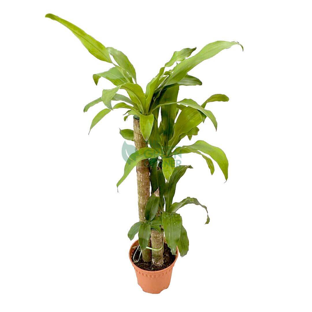 Draceena Fragrans
