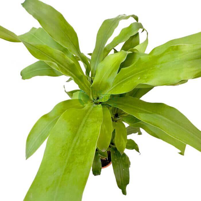 Dracaena Fragrans
