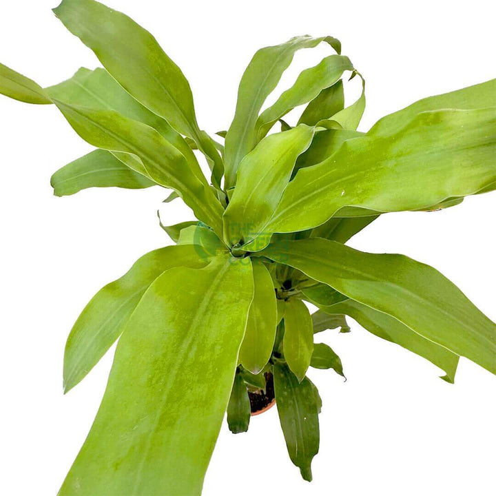 Draceena Fragrans