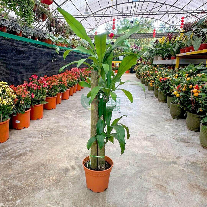 Draceena Fragrans
