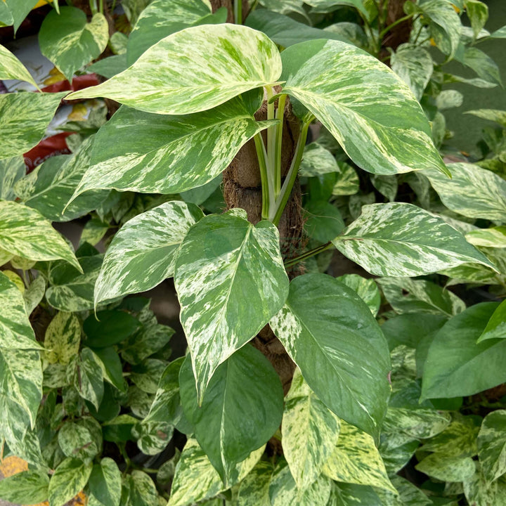 Epipremnum aureum Marble Queen Money Plant