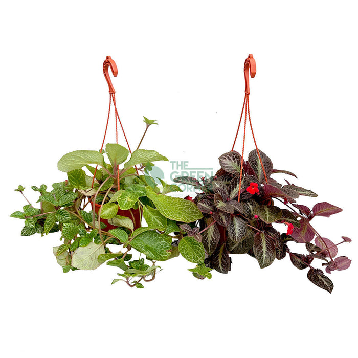 Episcia