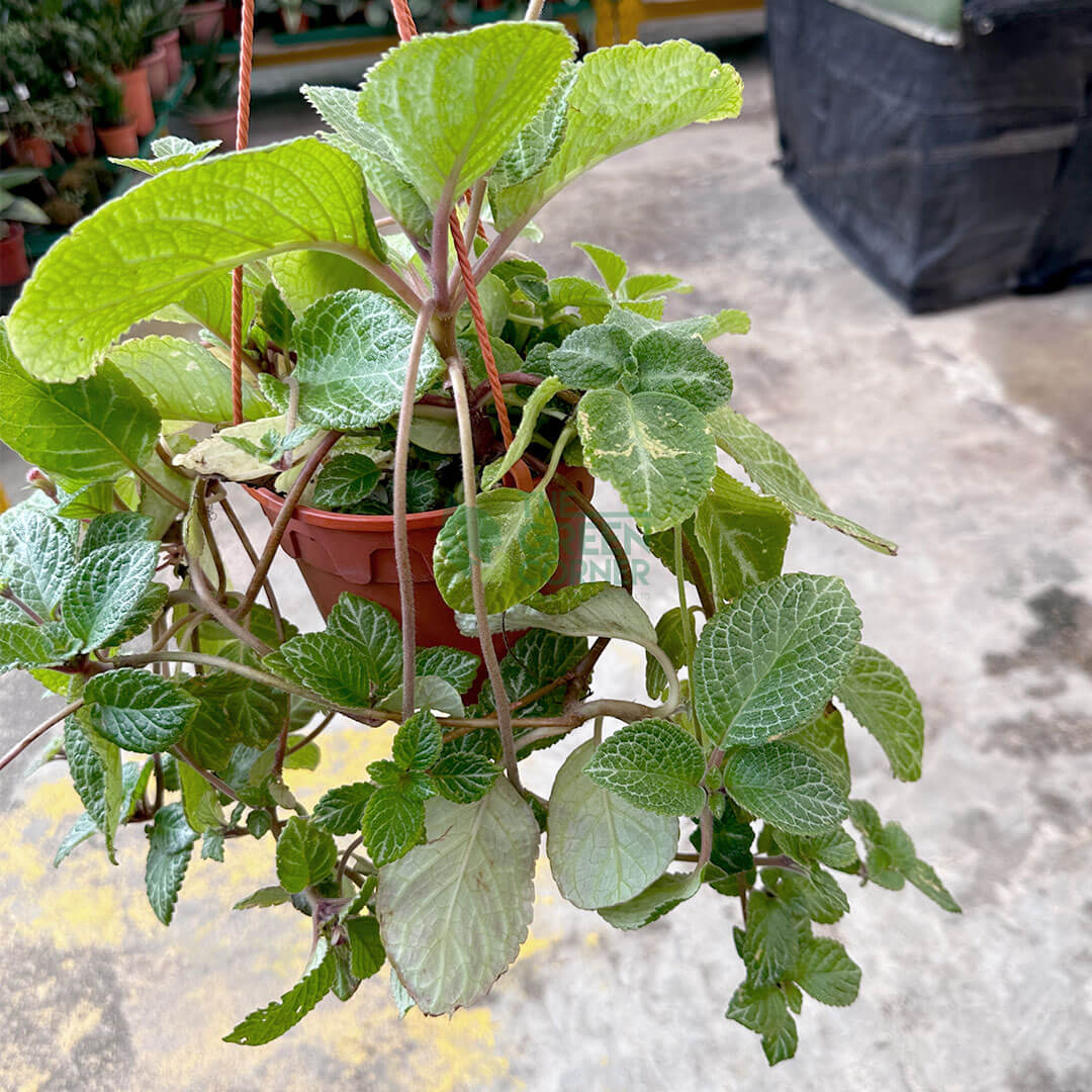 Episcia