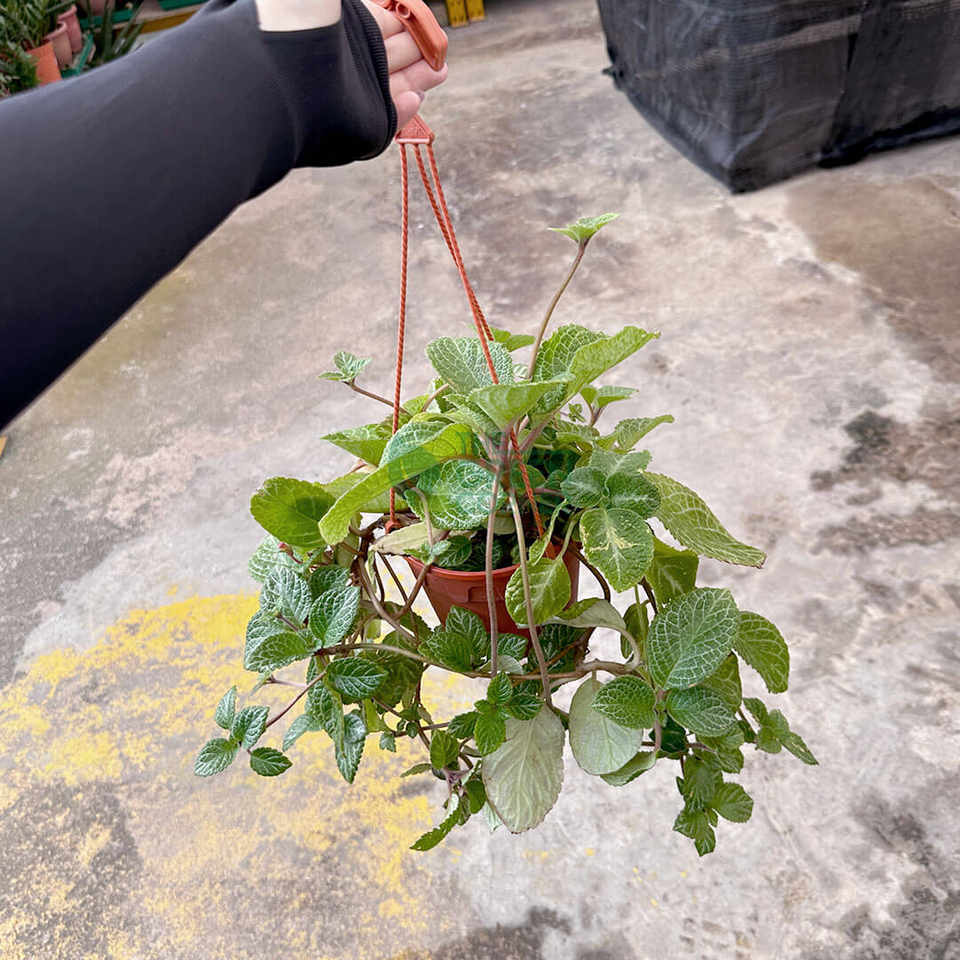 Episcia