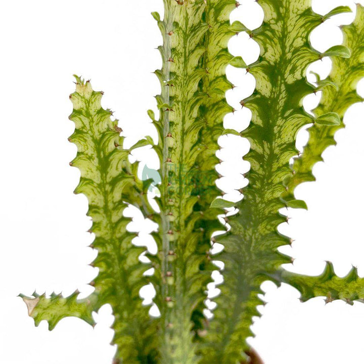 Euphorbia Trigona 'Mint Cream'