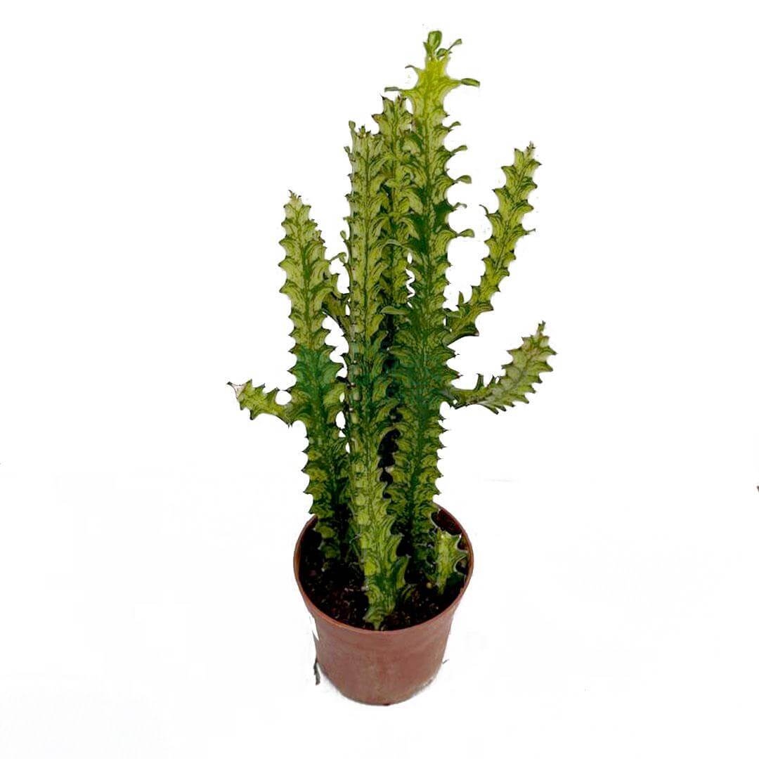 Euphorbia Trigona 'Mint Cream'