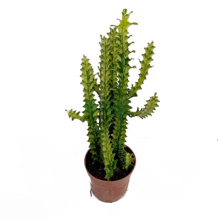 Euphorbia Trigona 'Mint Cream'