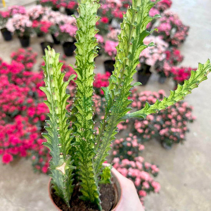 Euphorbia Trigona 'Mint Cream'