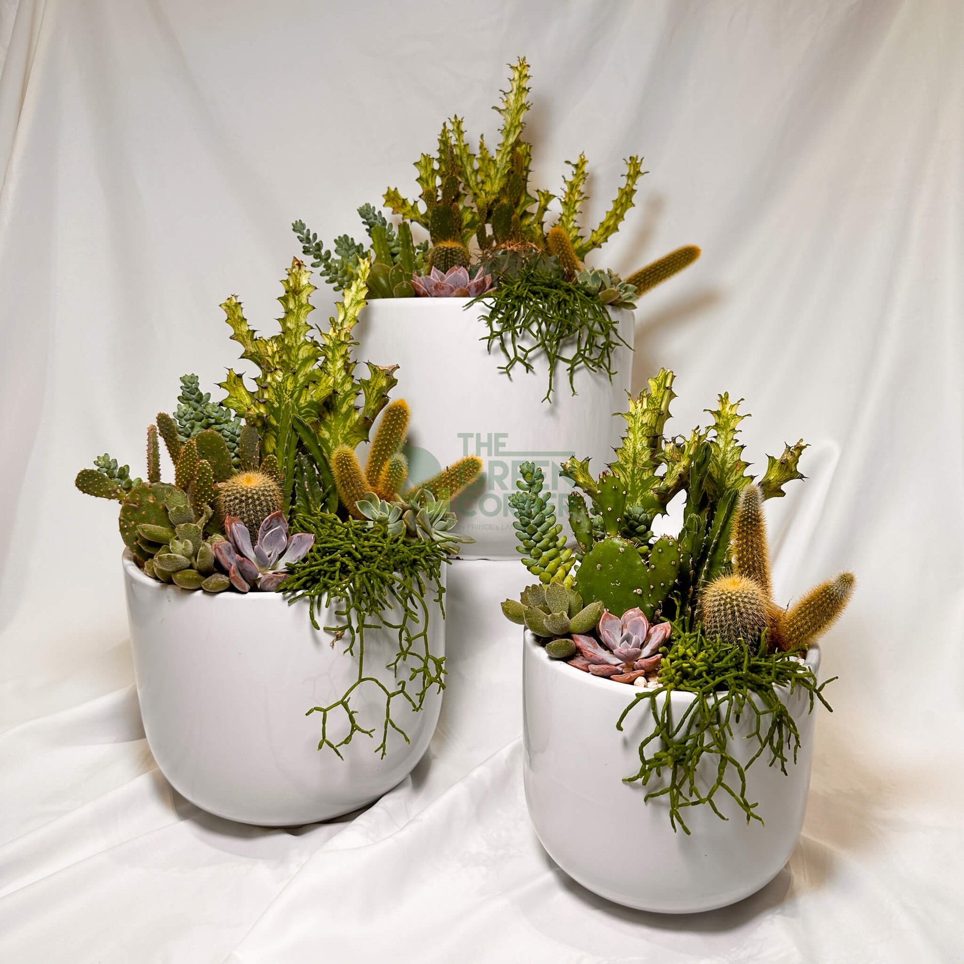 Flourish | Abundance Collection succulent arrangement
