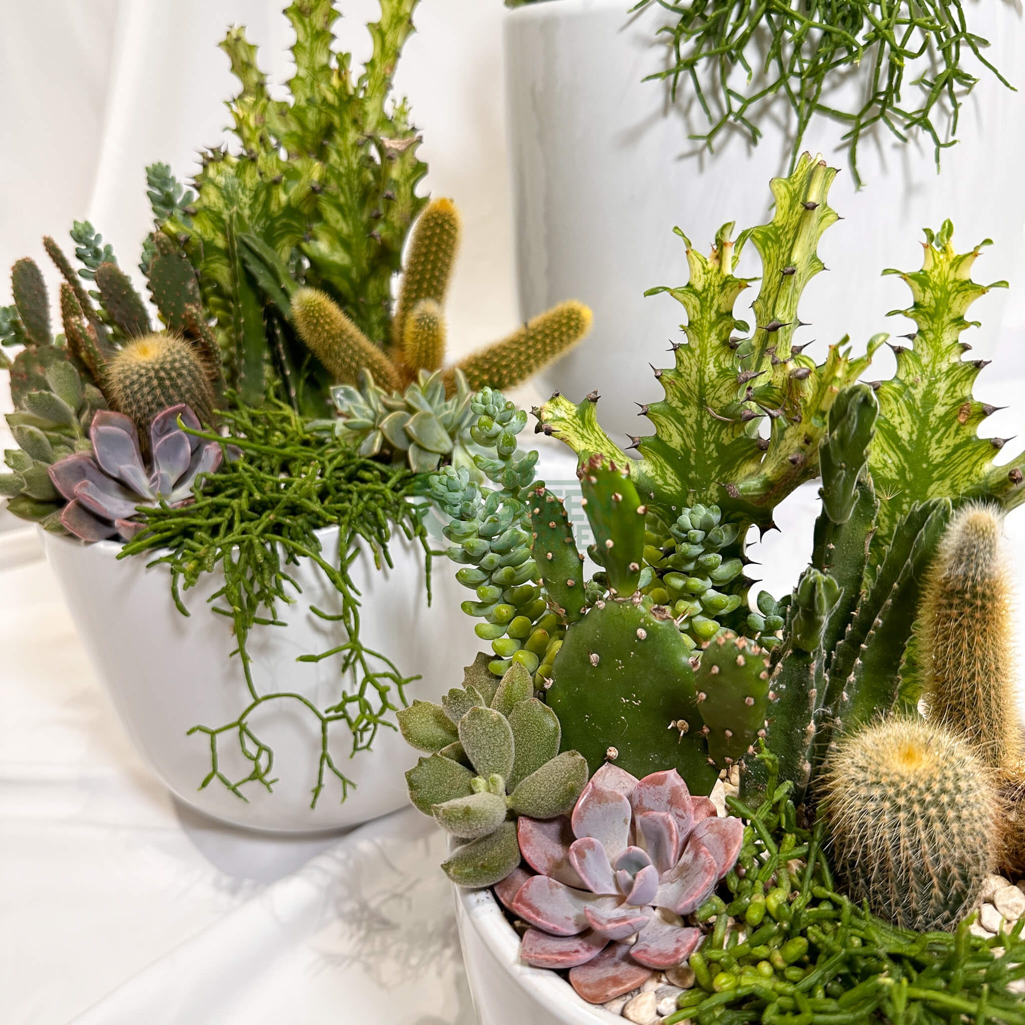 Flourish | Abundance Collection succulent arrangement
