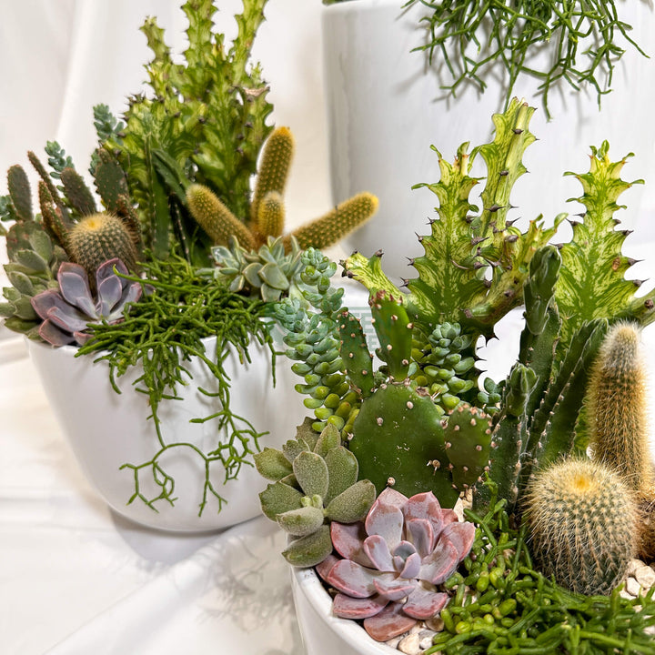 Flourish | Abundance Collection succulent arrangement