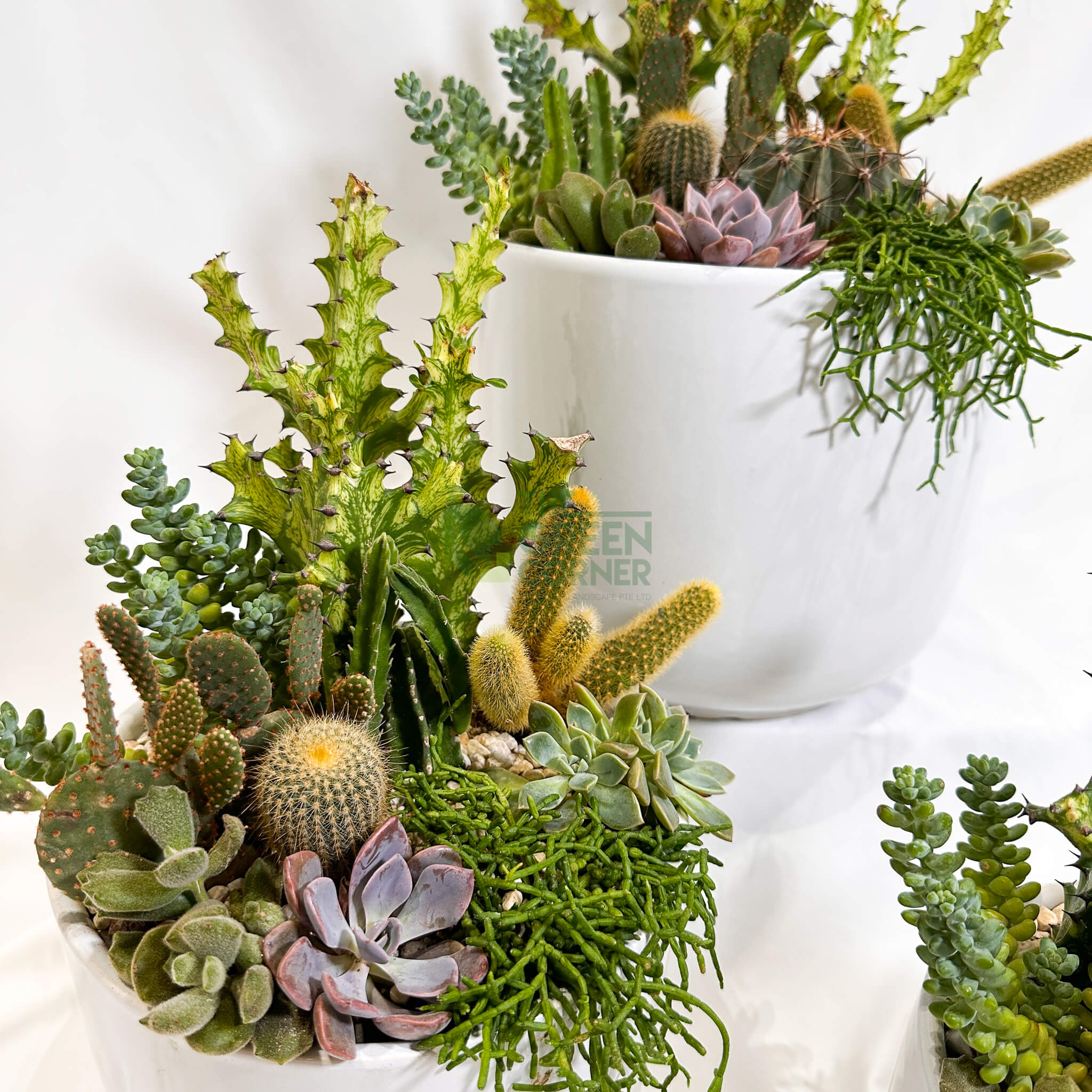 Flourish | Abundance Collection succulent arrangement