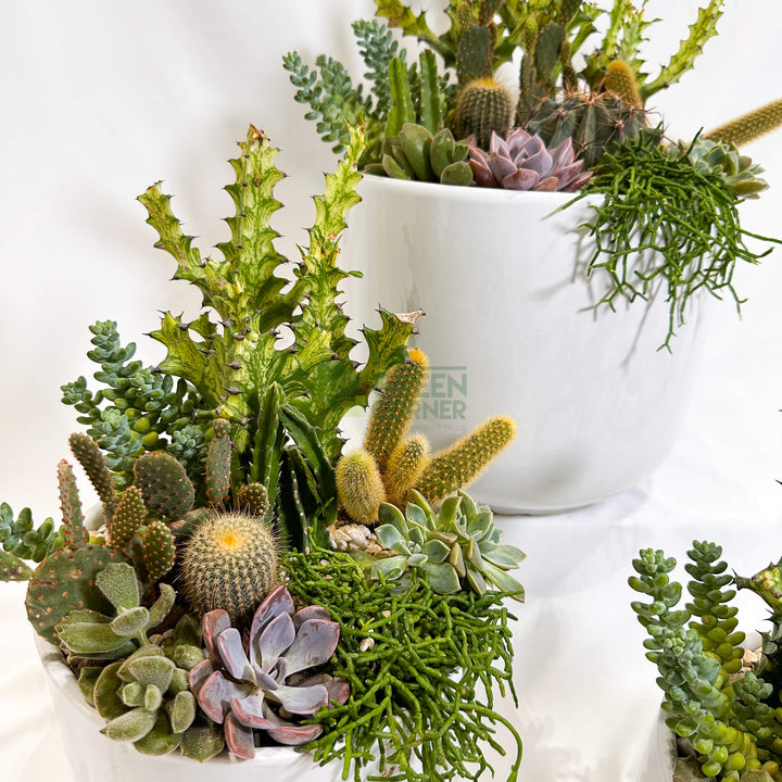Flourish | Abundance Collection succulent arrangement
