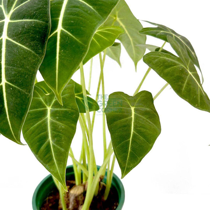 Alocasia Frydek