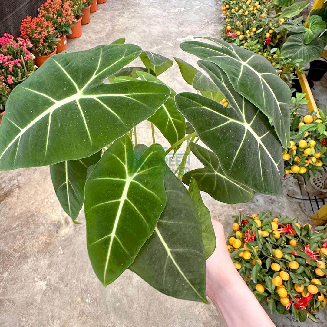 Alocasia Frydek