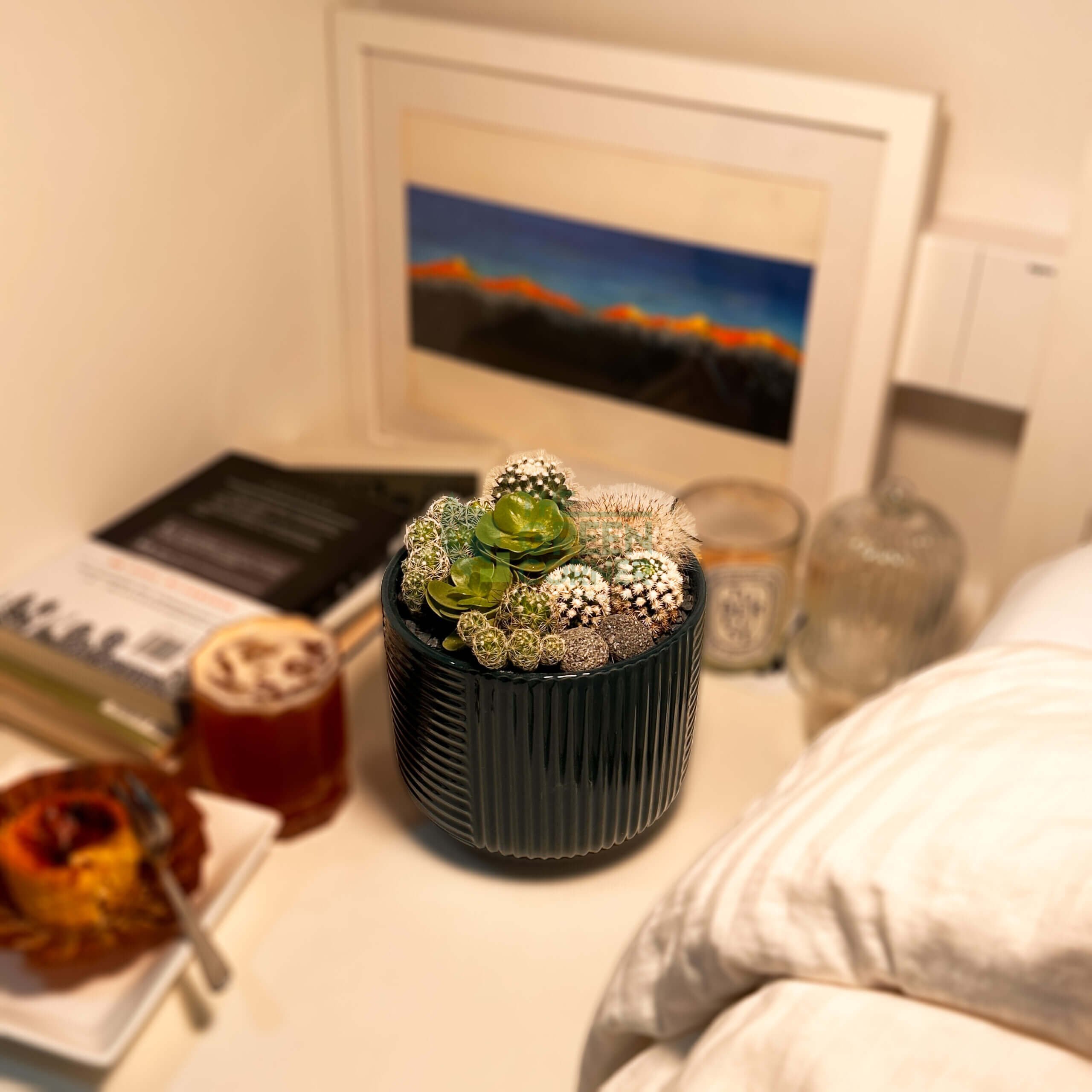 High Noon | Carpe Diem Collection | Live Succulent Arrangement