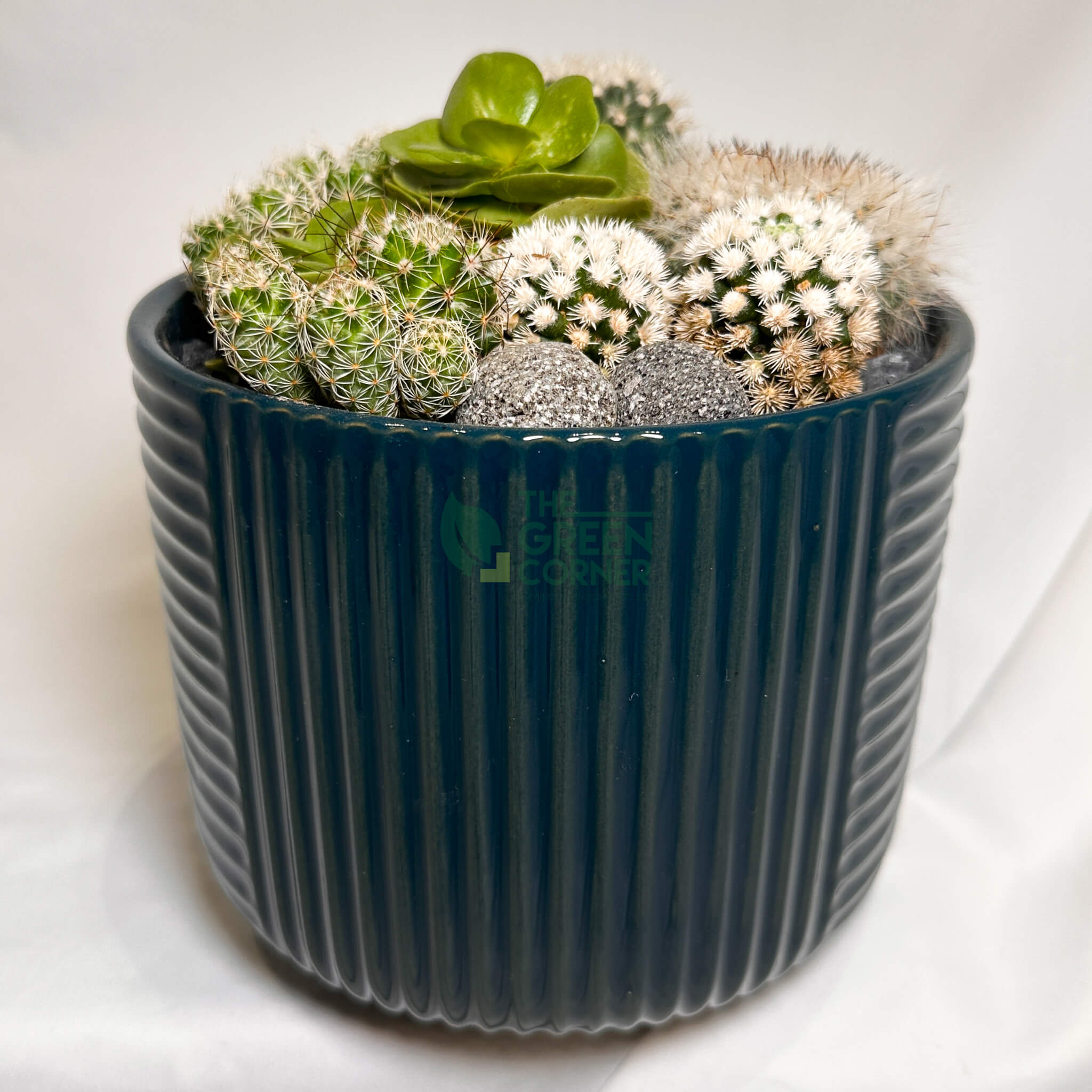Full Moon | Carpe Diem Collection | Live Succulent Arrangement