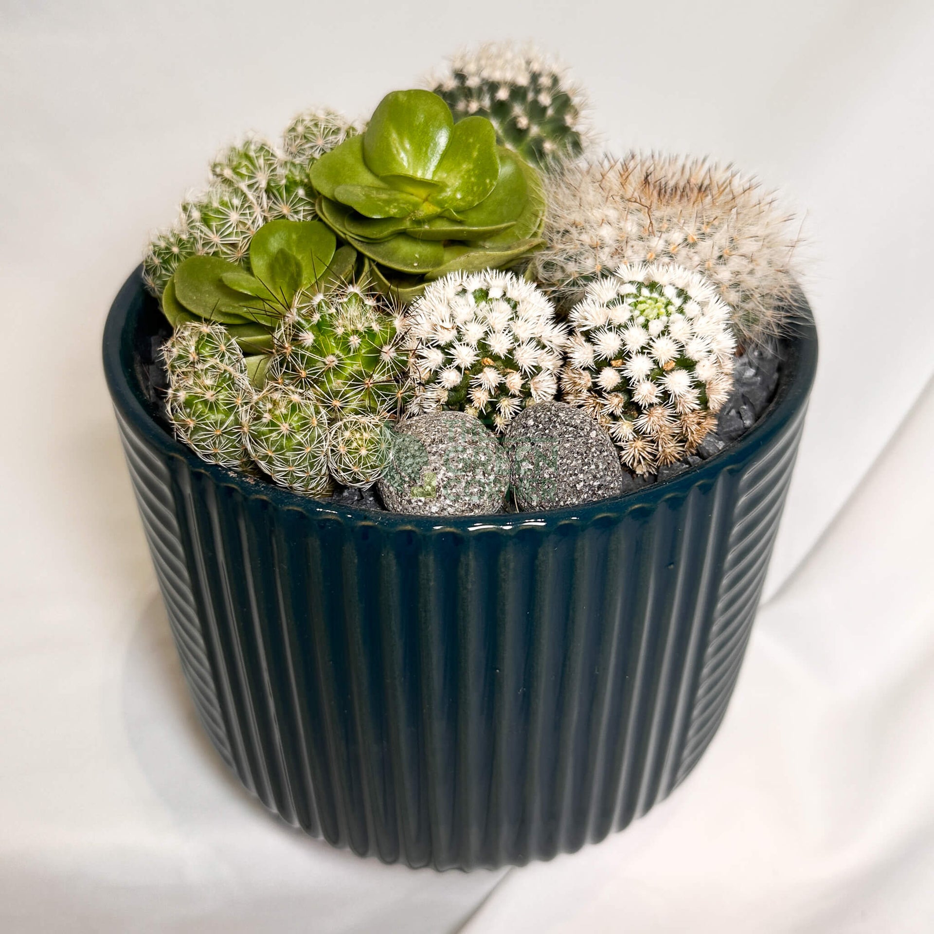Full Moon | Carpe Diem Collection | Live Succulent Arrangement