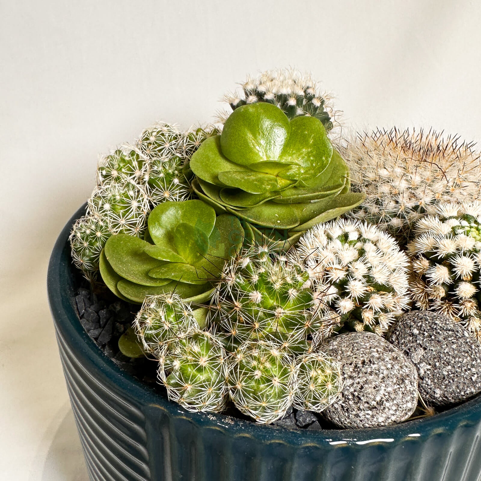 Full Moon | Carpe Diem Collection | Live Succulent Arrangement