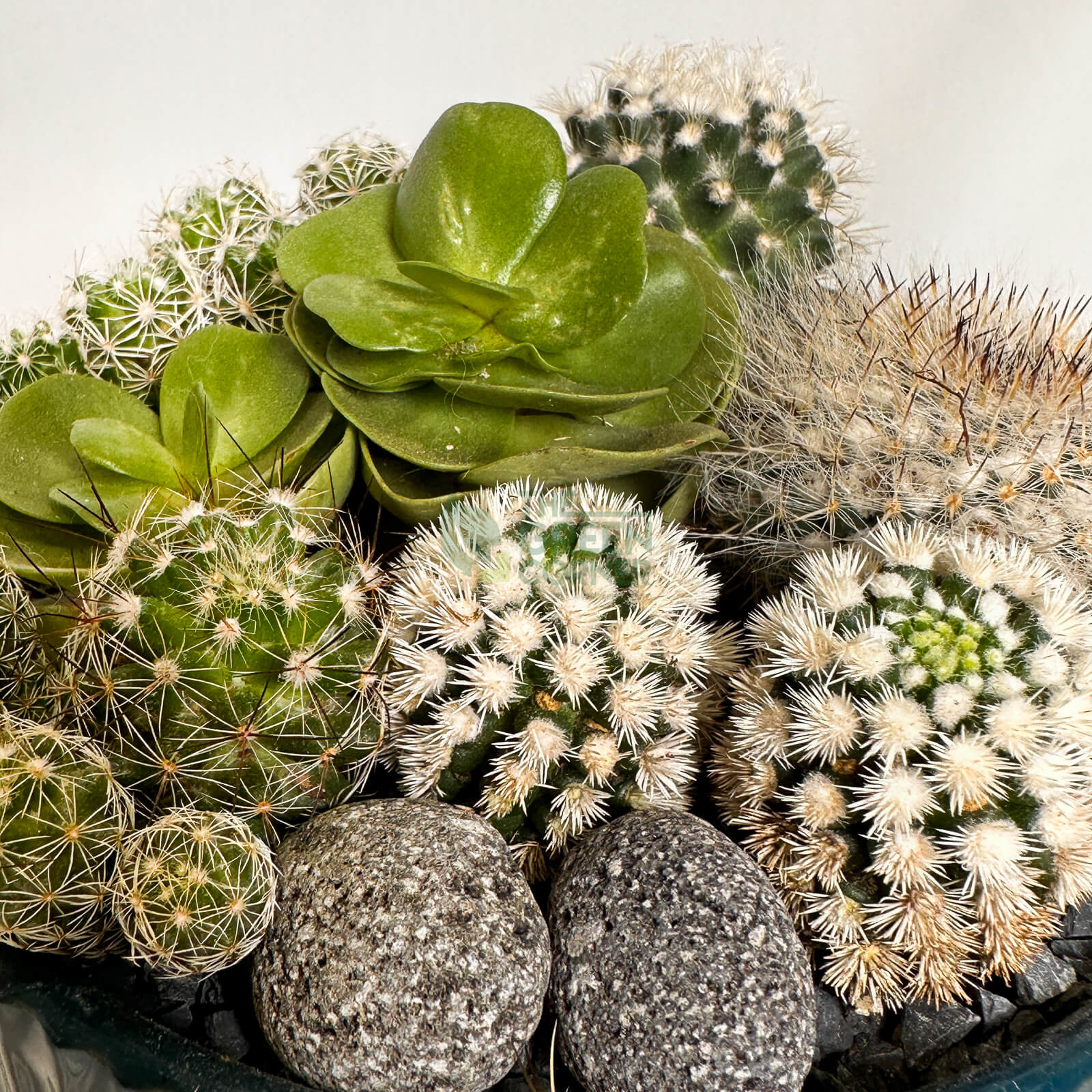 Full Moon | Carpe Diem Collection | Live Succulent Arrangement